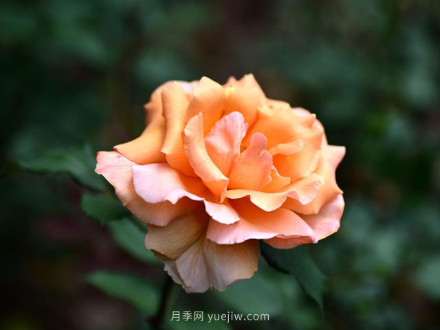 適合高速公路護坡的灌木花木都有哪些？(圖1)
