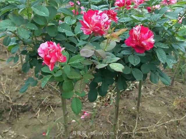 如何修剪出圓潤(rùn)又飽滿的棒棒糖月季(圖1)