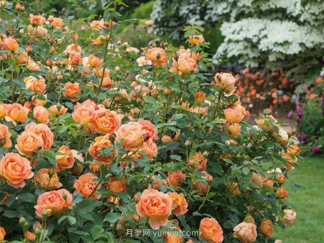 推薦3種爬藤月季，花園里輕松打造漂亮花墻(圖3)