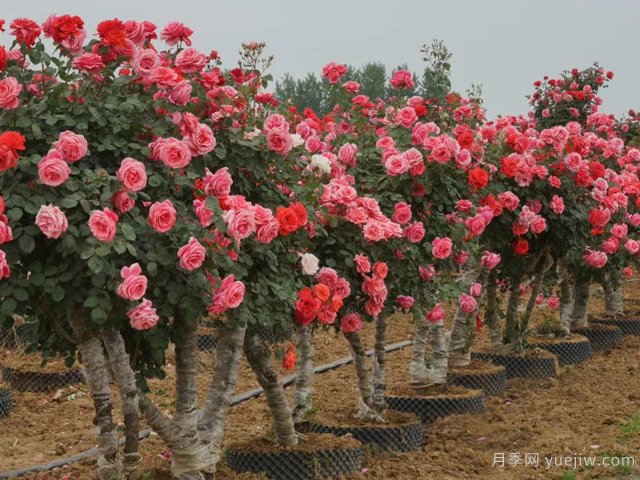 月季花可以嫁接在哪些樹？(圖1)