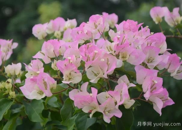 三角梅入秋管理做好4點(diǎn)，花開到過年(圖1)