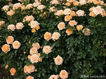 薔薇、月季、玫瑰你真的能分清它們的區(qū)別？