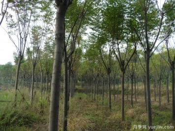 欒樹一畝地可以種多少棵？