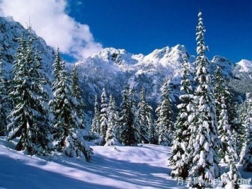 雪松的耐寒能力怎么樣？容易凍傷嗎？