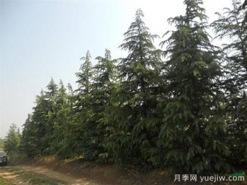 雪松一畝地栽多少棵？一畝地能種多少顆雪松？