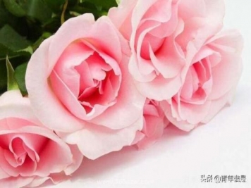 粉色玫瑰代表什么意思呀？