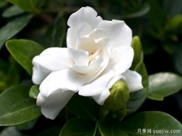 梔子花的花語，梔子花圖片大全