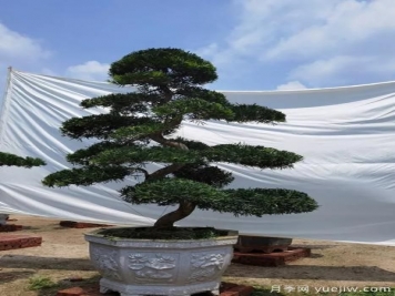 當(dāng)前綠化市場(chǎng)上火熱的造型樹