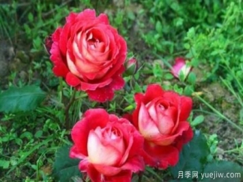 分享香味濃郁的10個(gè)月季花品種，皮實(shí)好養(yǎng)顏值高