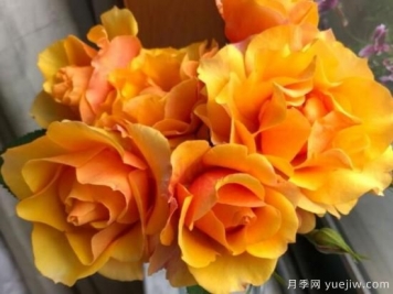 推薦8款冷門月季品種，養(yǎng)的是，但是表現(xiàn)真好