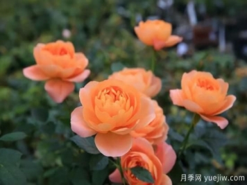 強(qiáng)烈推薦的11種月季花，陽(yáng)臺(tái)變花園不是夢(mèng)