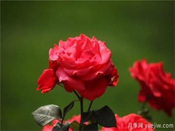 熱門10種月季，開成花海開成瀑布開花不斷
