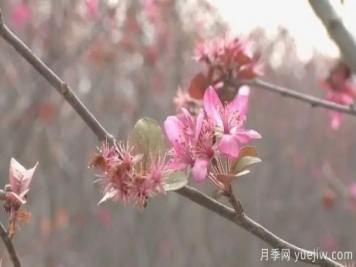 菏澤成武：千畝海棠反季節(jié)開(kāi)花，逆襲深秋成一景