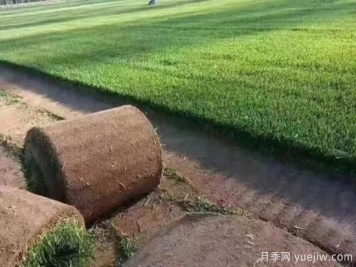 冬天想要綠草如茵，可以試試這幾種草坪