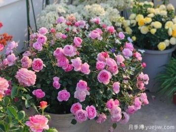 入秋養(yǎng)月季推薦5個(gè)品種，耐熱耐寒抗性強(qiáng)開花美