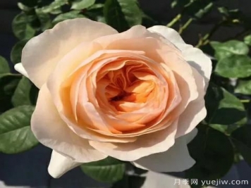 朱麗葉月季，經(jīng)典永恒，多姿美艷香氣迷人
