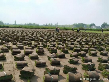草坪，2021年上半年當(dāng)之無愧的行情之王