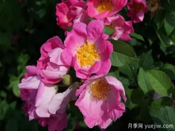 如何給月季花授粉？培育一個(gè)月季新品種要多久