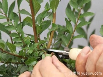 秋季果汁陽(yáng)臺(tái)月季花苗如何修剪