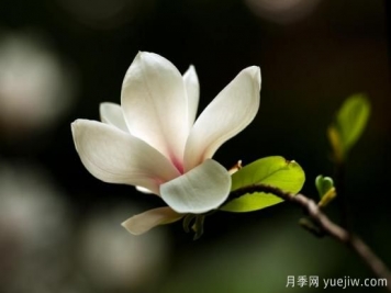 廣玉蘭的養(yǎng)護(hù)過程都需要注意哪些問題？