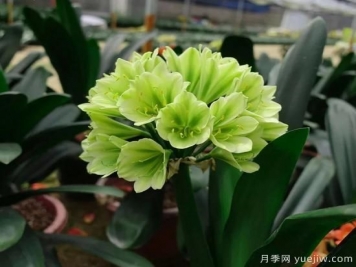 君子蘭黃葉的3個(gè)原因，如何恢復(fù)油綠挺拔輕松開(kāi)花