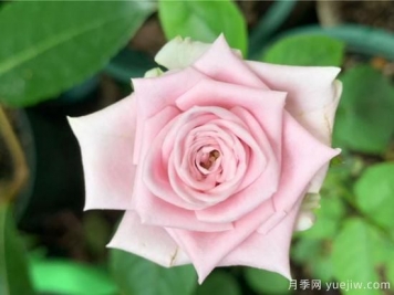 玫瑰、月季、薔薇如何區(qū)別？3個(gè)方法很簡(jiǎn)單