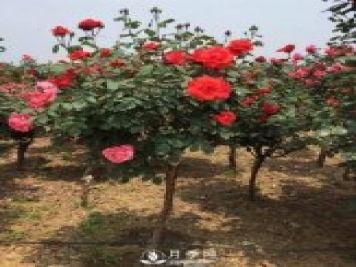 月季病蟲(chóng)害知多少！