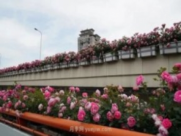 上海城市高架變“花路”，這些月季進(jìn)入盛花期啦！