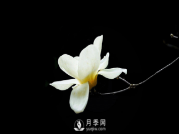 盆栽種植白玉蘭，這幾項不能忽視