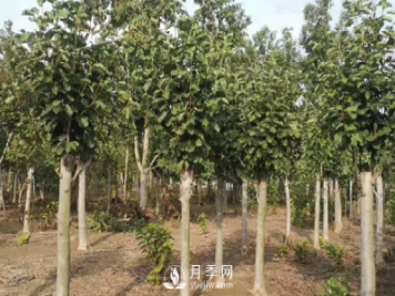 8-15公分紅白黃玉蘭量大，還有嬌紅一號(hào)，需要的朋友趕快聯(lián)系哦