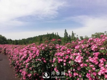 國內(nèi)“安吉拉”月季花墻 有多長？