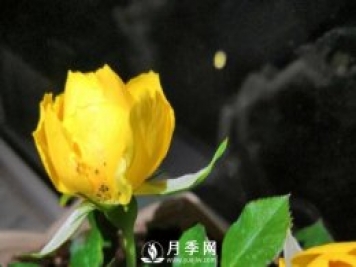 月季花期能不能施肥？用什么肥月季長的好看開花又多？