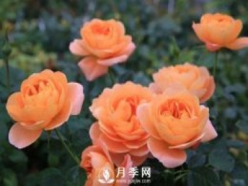 月季萌發(fā)新枝時，應該如何施肥