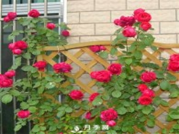 養(yǎng)月季 去除蟲(chóng)害有妙招