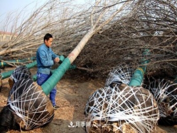 “買全國、賣全國”，濱州冬季苗木交易忙