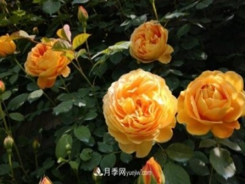 月季施肥用什么肥料好？別亂用不然只長(zhǎng)葉不開(kāi)花