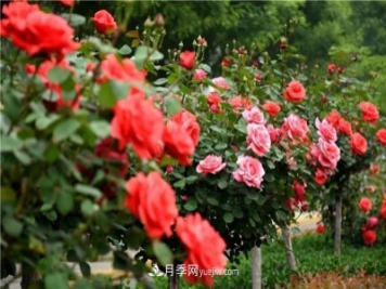 2021年月季人的狀態(tài)：面對(duì)復(fù)雜，保持歡喜