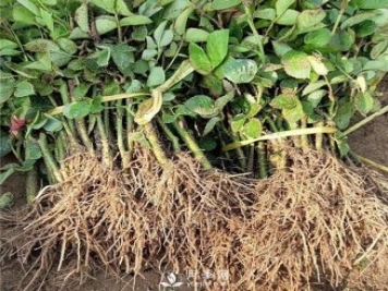南陽月季小苗批發(fā)價格-月季嫁接苗扦插苗報價！