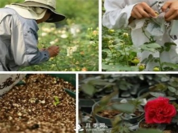 天狼月季，始終走在育種路上