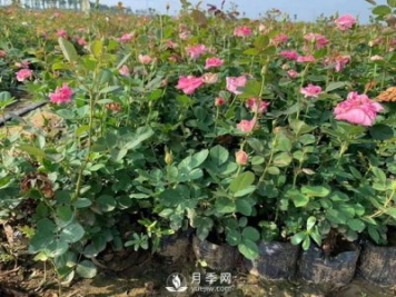南陽(yáng)營(yíng)養(yǎng)缽月季苗多少錢(qián)？2021年盆栽月季價(jià)格，盆花月季批發(fā)價(jià)格