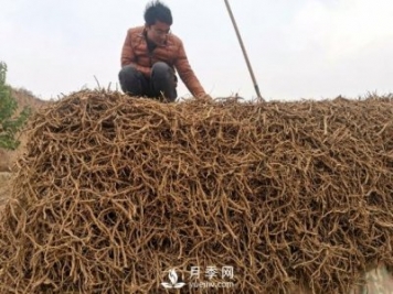 收購加工中藥材一年純利潤100多萬元，比種藥材要強多了