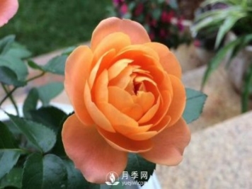 看到我修剪月季，鄰居說種月季多會(huì)破財(cái)，建議全砍掉