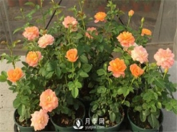 栽種南陽月季花苗選用哪種土更合適？