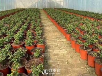 冬天必入的南陽月季裸根苗就此結(jié)束，明年盆花月季見
