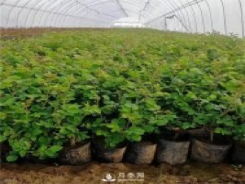 月季小苗如何移栽？苗期如何管理？