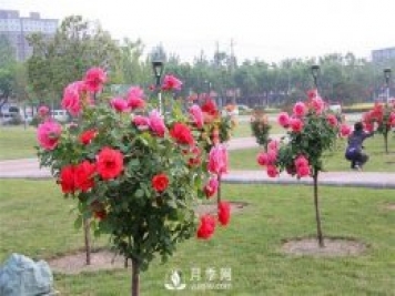 樹狀月季和棒棒糖月季能嫁接哪些月季品種？