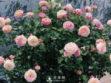 春天月季這樣施肥，花量更大！