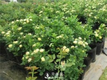 月季啥時候種植比較合適呢？