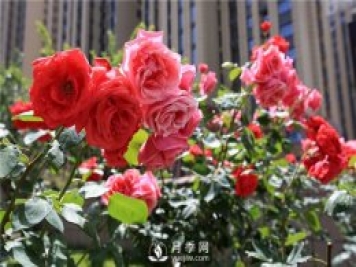 南陽樹狀月季培育方法 月季葉面施肥有哪些需要注意的