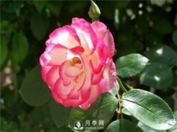 月季上肥辦法有哪些？